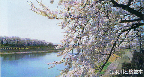 足羽川と桜並木