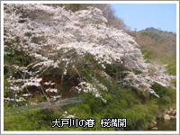 大戸川の春 桜満開